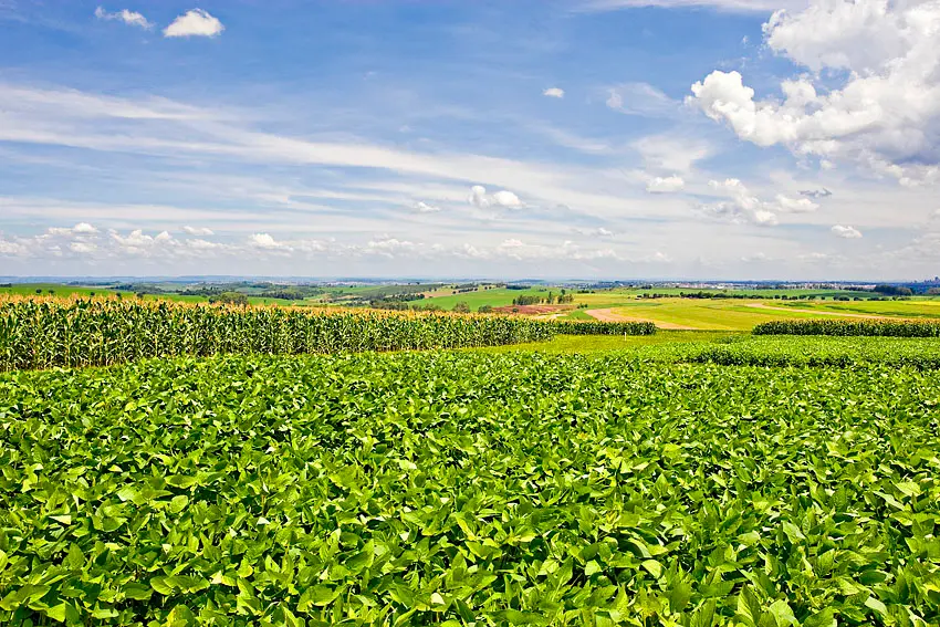 CBsoja soja submissão de trabalhos conexão agro