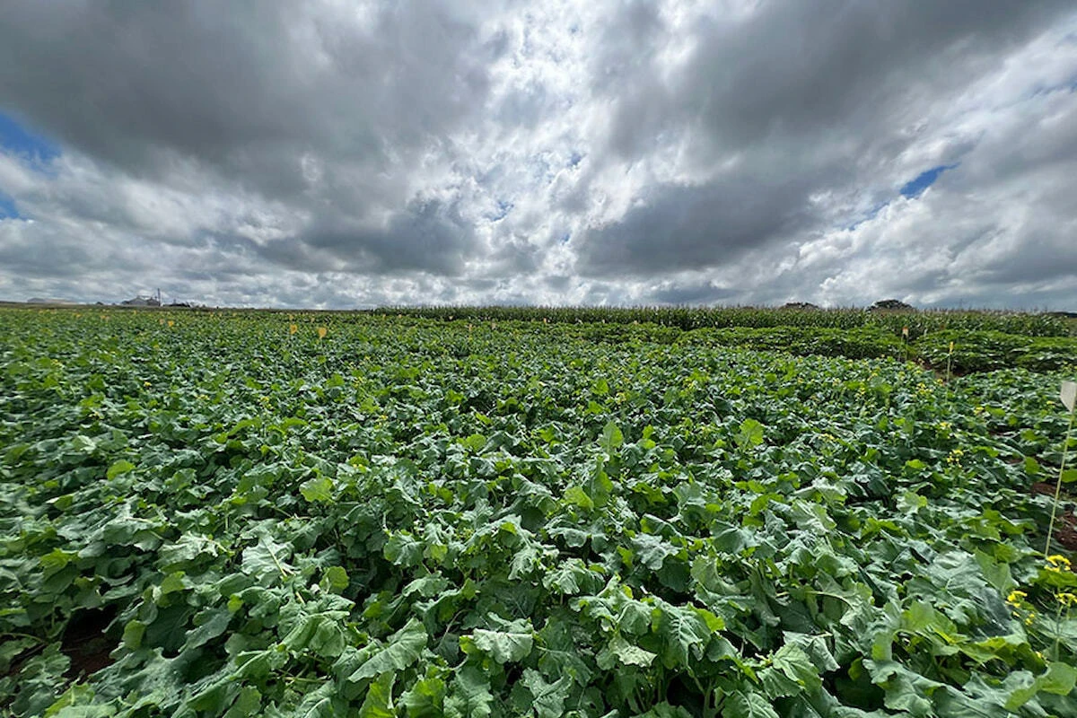 Pesquisa sobre canola híbrida adaptada ao clima brasileiro