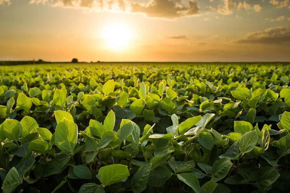 biossoluções safra soja conexão agro
