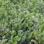 mix de plantas plantio direto conexao agro