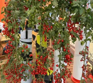 hortitec
hortALIÇAS
tomatinhos
wARLEY NASCIMENTO
conexao agro