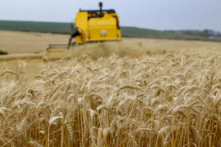 Geada trigo clima paraná conexão agro