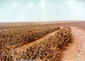 geada negra 50 anos café SRP conexão agro