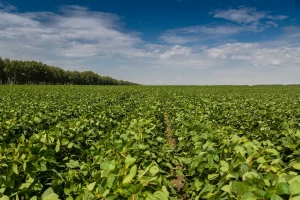 plano safra sicredi dexis custeio conexão agro