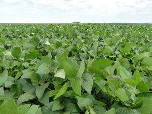 biológicos insumos soja conexão agro