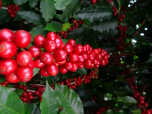 café biológicos soluções biotecnológicas conexão agro