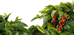 café cafeicultores qualidade taxação EUA conexão agro