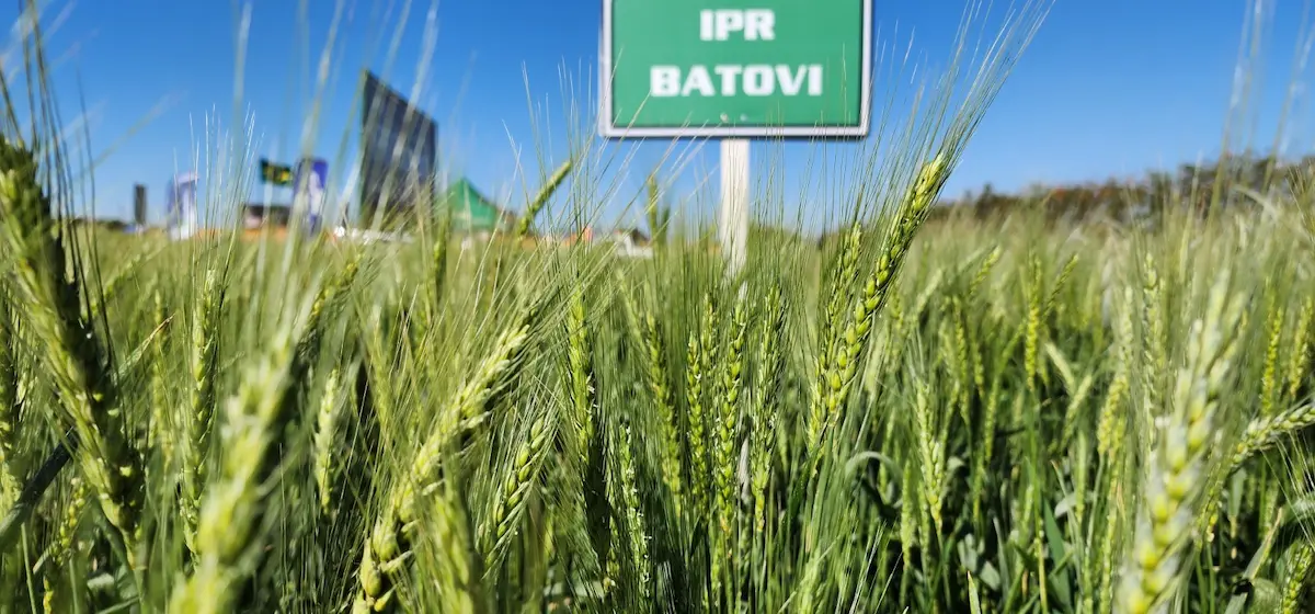 lançamento trigo Cultivar IPR Batovi conexão agro