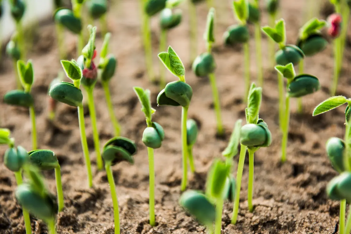 Sementes Dia da Semente Conexão Agro