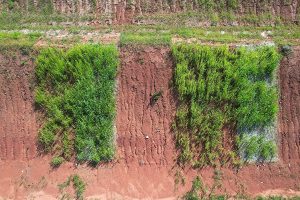 revegetação barragens de mineração Cerrado plantas nativas conexão agro