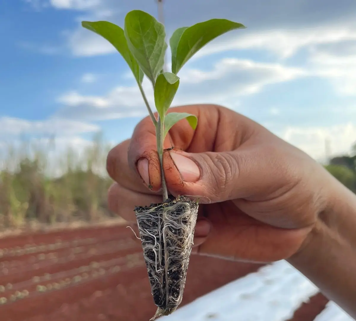 Cocriagro Startups Smart Agro Unifil conexao agro