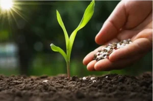 Nutrição de plantas produtividade conexão agro