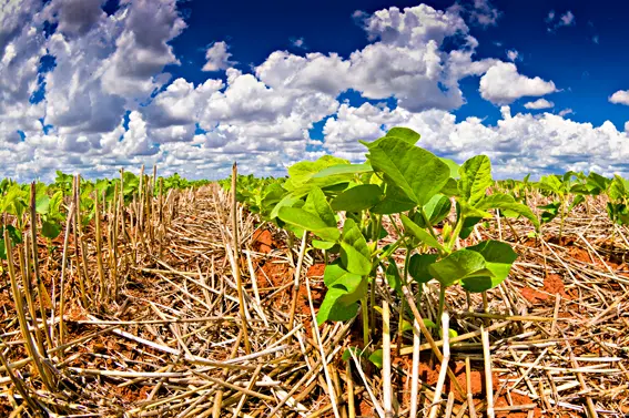 Seminário Embrapa Soja Mudanças climáticas carbono sustentabilidade conexão agro