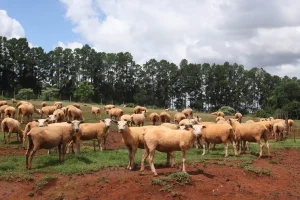 raiva vacinação carneiros ovelhas adapar conexão agro