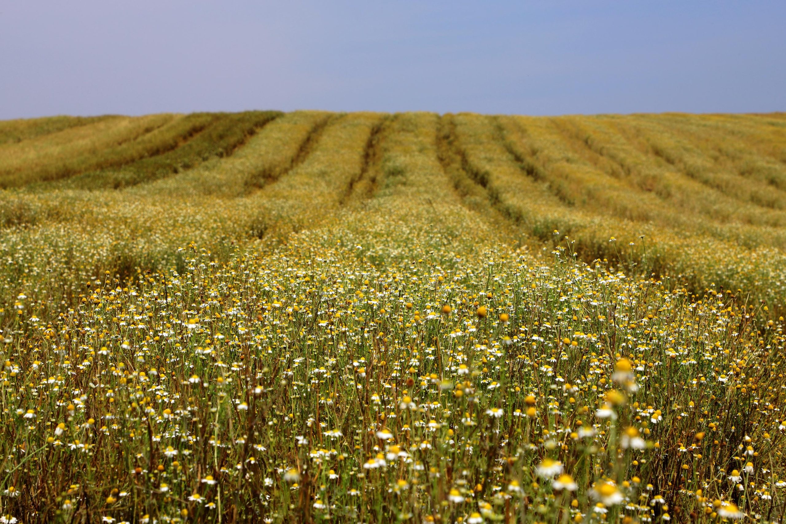 camomila safra parana conexão agro