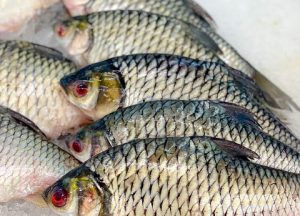 Tilápia biodiversidade SRP conexão agro