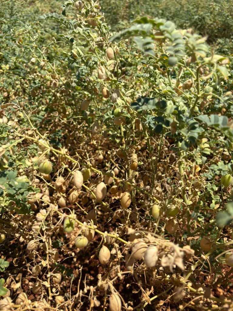 Dia de Campo Pulses Coluna Warley Nascimento horticultura Conexão Agro