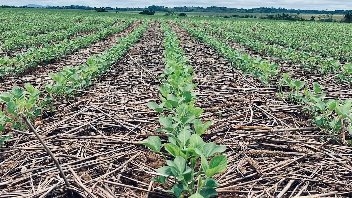 Girassol Agrícola sementes qualidade conexão agro