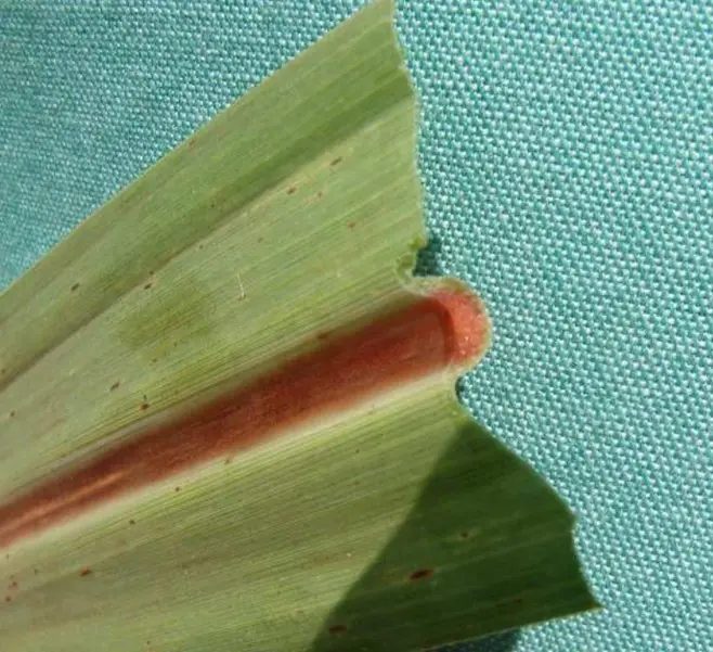 murcha da cana síndrome canavial biológicos conexão agro