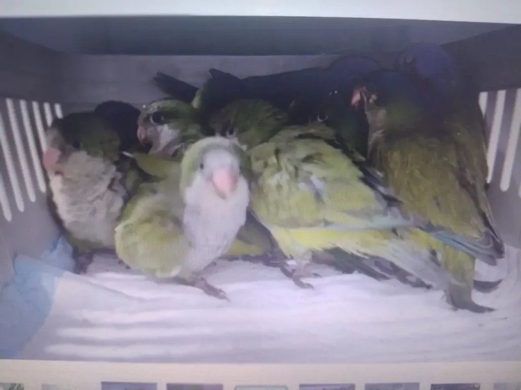 caturritas unifil HV conexão agro