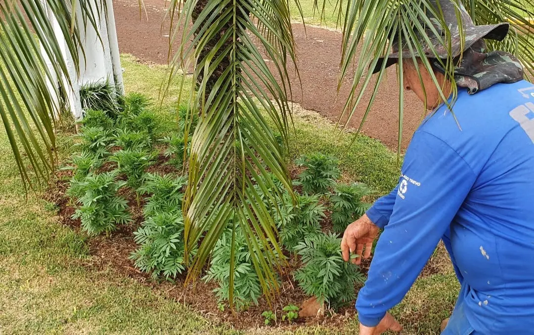 emprego temporário show rural coopavel conexão agro