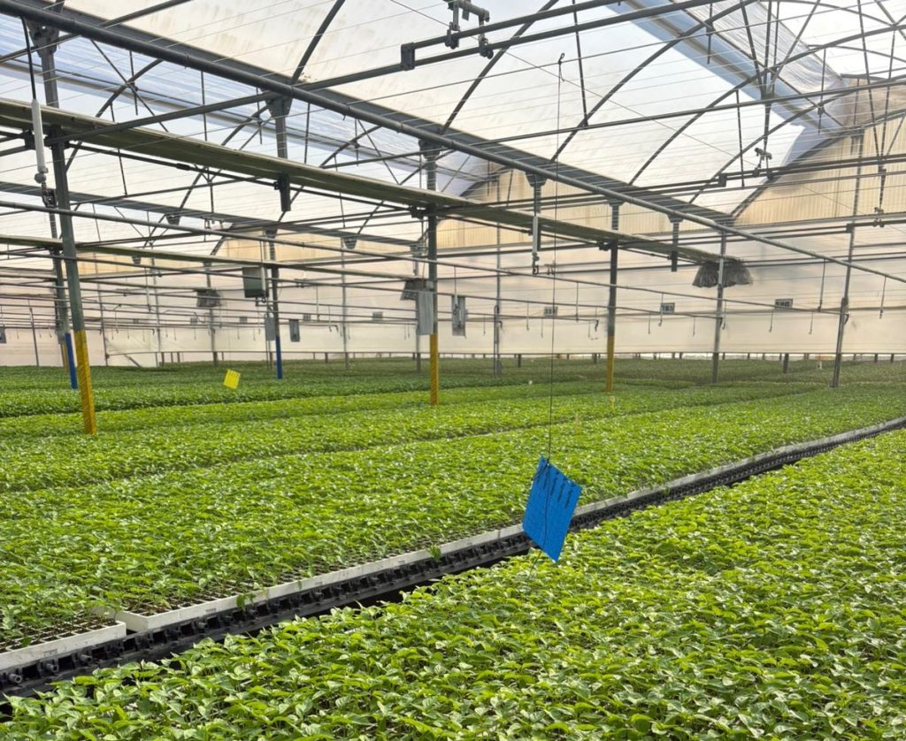 visita espanha hortaliças sustentabilidade conexão agro