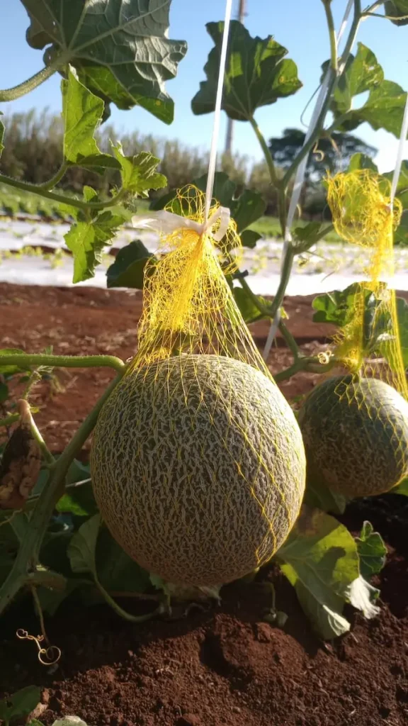 horticultura
startup
inovação
dia de campo
conexão agro