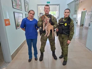 onça atacada por cães unifil HV Conexão Agro