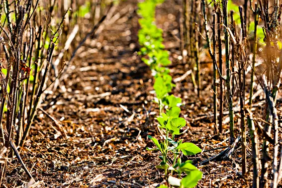 soja baixo carbono embrapa soja resiliência climática conexão agro
