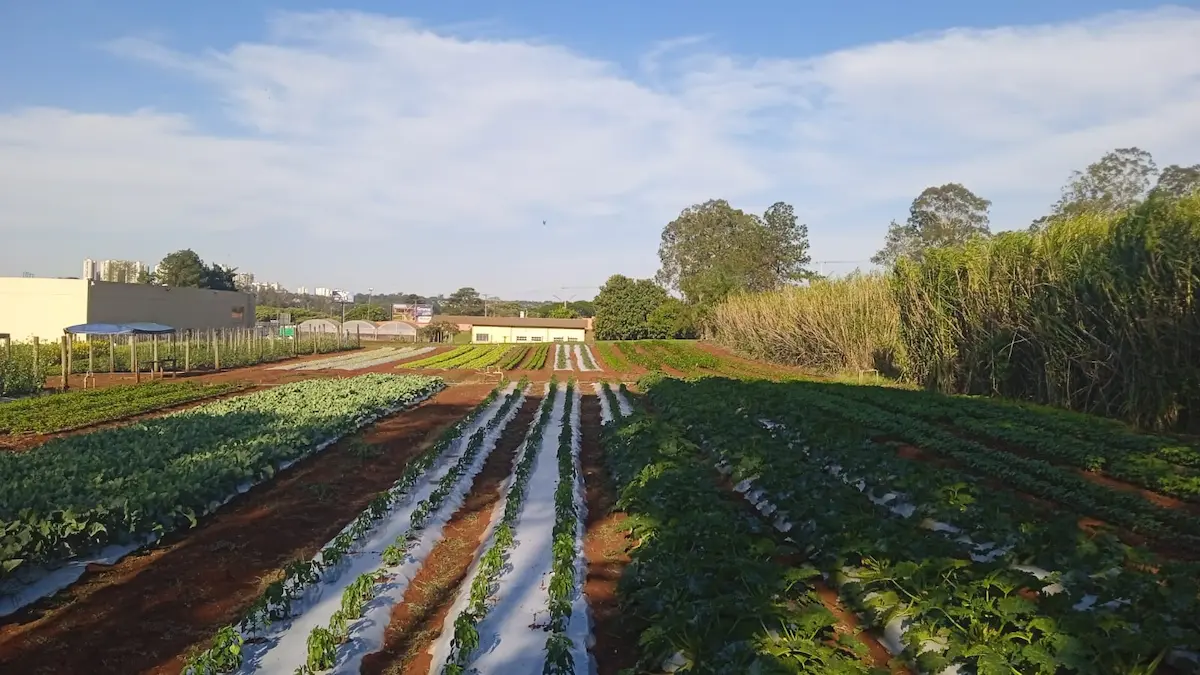 startups olericultura inovação unifil conexão agro