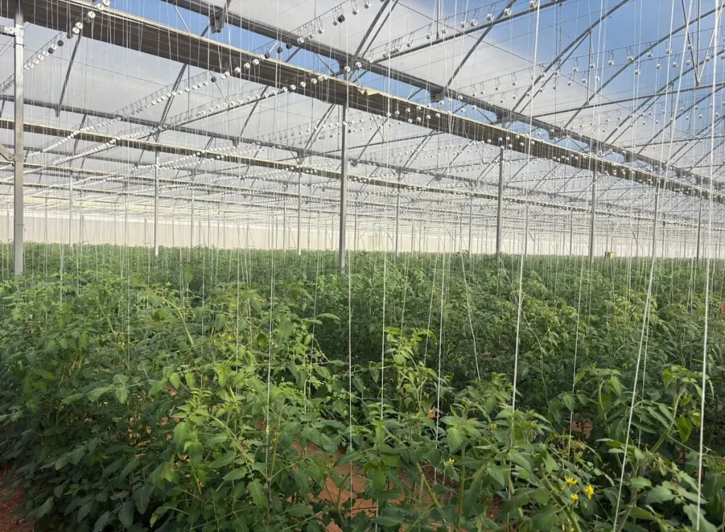 visita espanha hortaliças sustentabilidade conexão agro