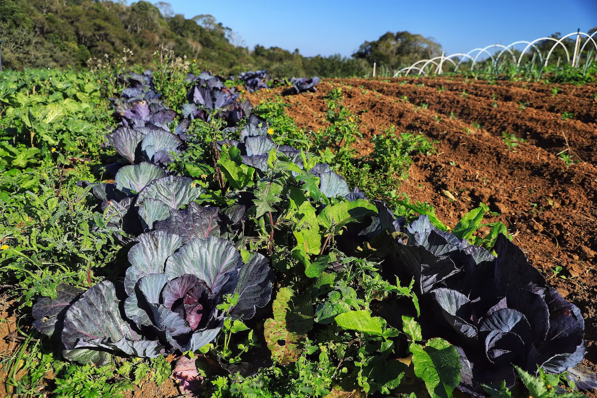 Orgânicos Foto: Divulgação/IDR-PR