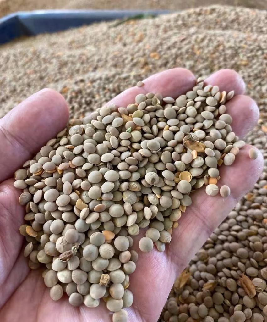 colunista Horticultura Warley Nascimento conexão agro