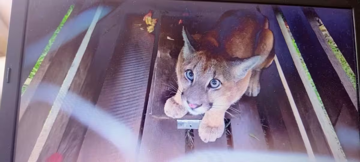 onça capturada unifil policial ambiental conexão agro