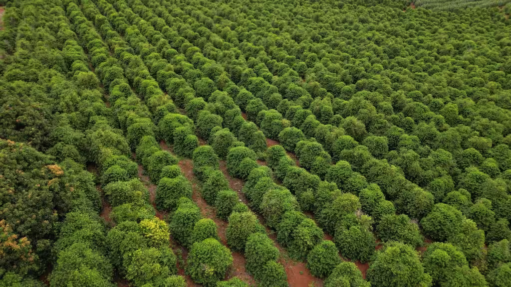 café Indicação geográfica apucarana IG conexão agro