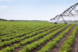 crédito rural cooperativismo conexão agro
