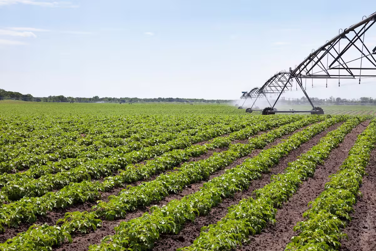 crédito rural cooperativismo conexão agro
