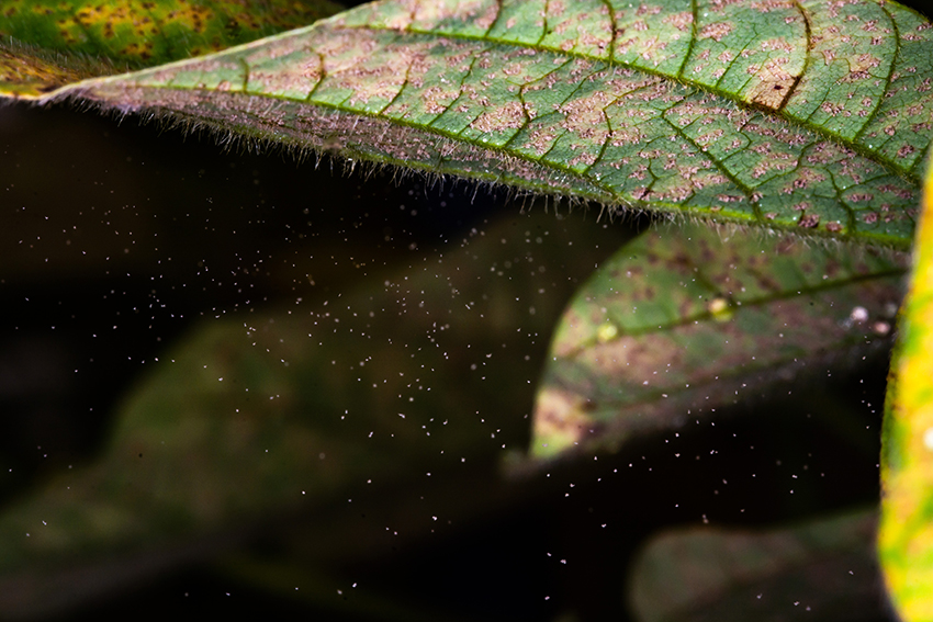 ferrugem da soja conexão agro