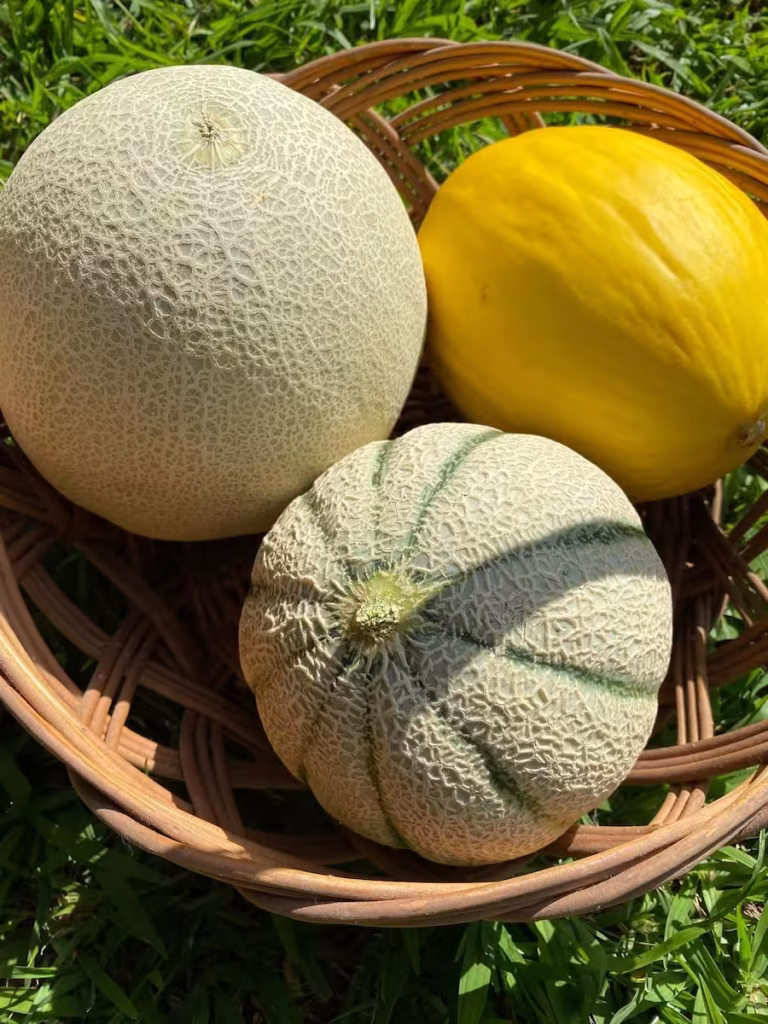 mercosul união europeia acordo exportações conexão agro