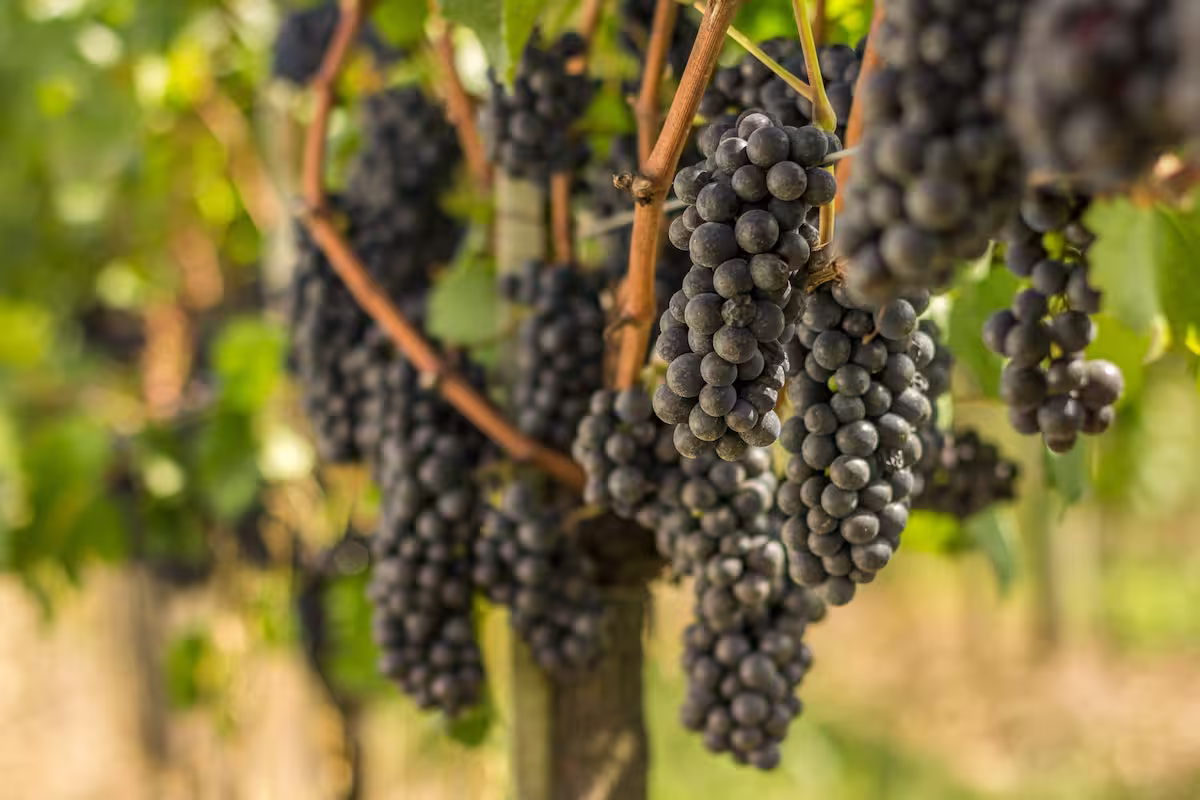 uva safra produção RS - Rio grande do Sul Conexão Agro