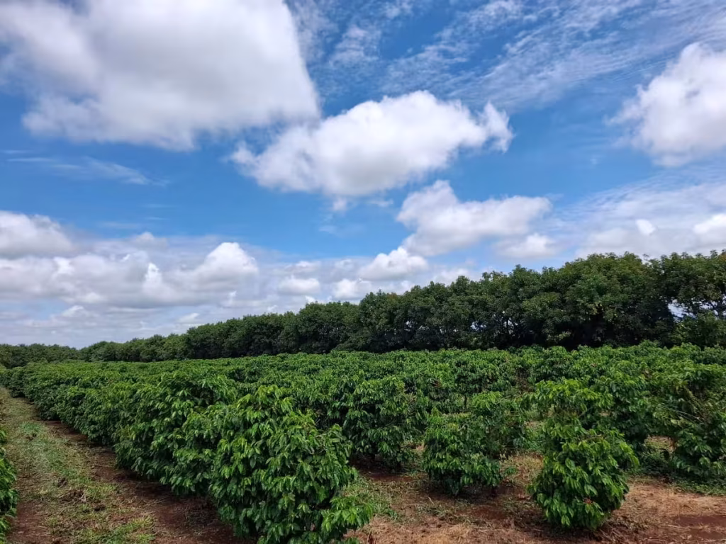café do jacutinga
marca coletiva
sebrae
conexao agro