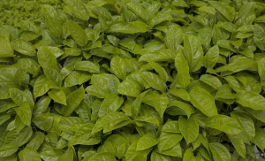 Crédito rural cpr conexão agro