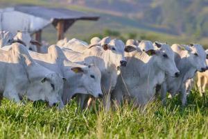 nutrição animal minerais leveduras conexao agro