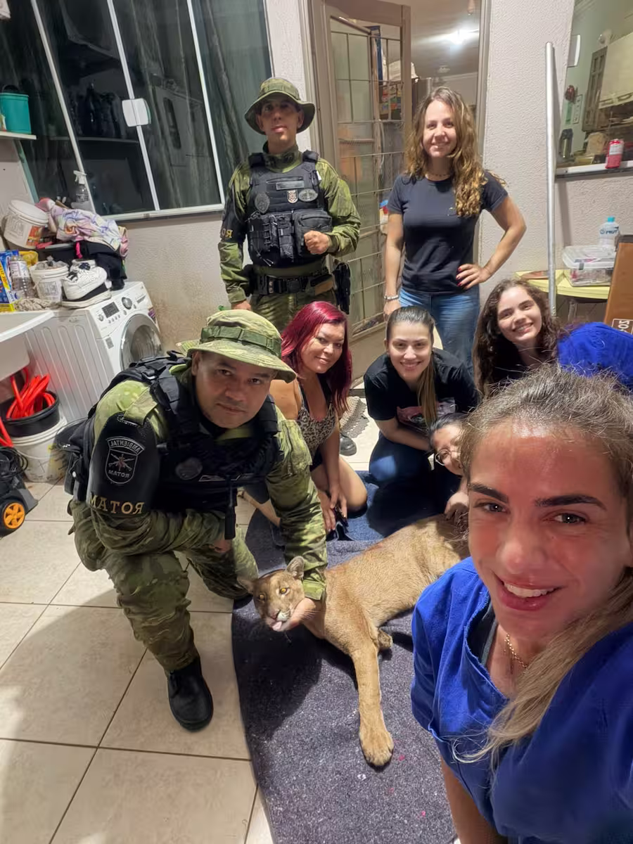 onça resgate maringá Unifil Conexão Agro