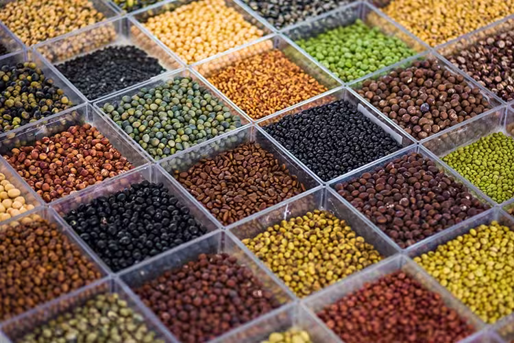 soja show rural embrapa soja conexão agro