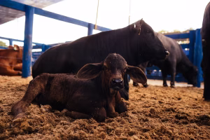 Congresso Mundial Brangus SRP Conexão Agro