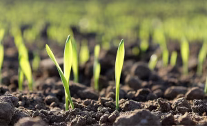 lei fertilizantes Lei autocontrole Conexao aGRO