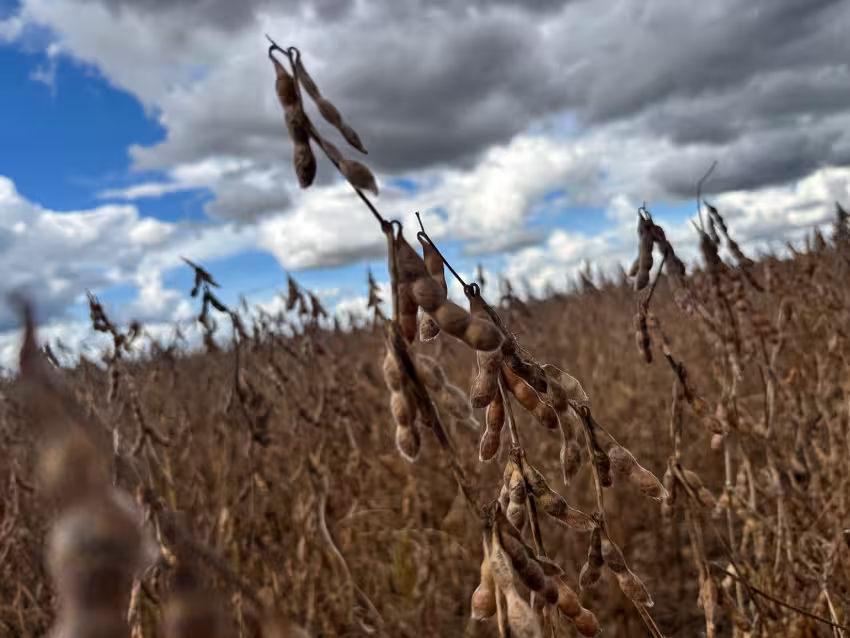 soja cultivar genética inovação conexao agro