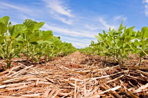reunião da soja embrapa soja conexao agro