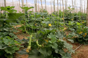 abobrinha paraná VBP Conexão gro